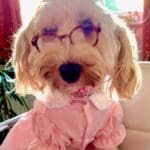 Funny Fuzzy Dog Blanket Review