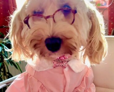female Cockapoo in pink dress and wearing brown glasses