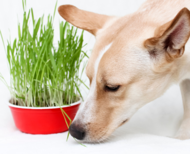 dog sniffing around a red bowl with green grass