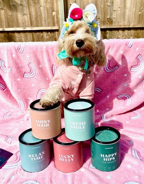 Cockapoo Ellie with her healthy treats from Mammaly