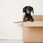 Is pet insurance worth it?