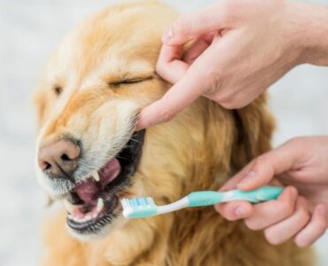 Dental hygiene is so important for your cat/dog