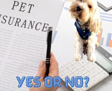 insurance for your pet