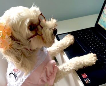 Cockapoo dog dressed for the office sitting at a typewriter