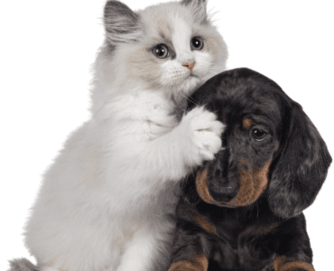 Kitten with a paw on a puppies head.