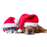 Ellie’s Five Favorite Dog Products