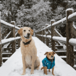 Best Smart Pet Tag to Keep Your Dog or Cat Safe