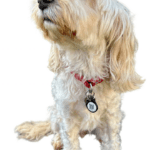 Ellie wearing her Apexia smart pet tag