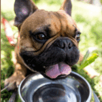 A cute pug with a wrinkled face is lapping up water from a stainless steel bowl.