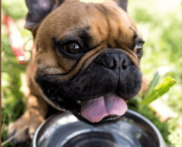 A cute pug with a wrinkled face is lapping up water from a stainless steel bowl.