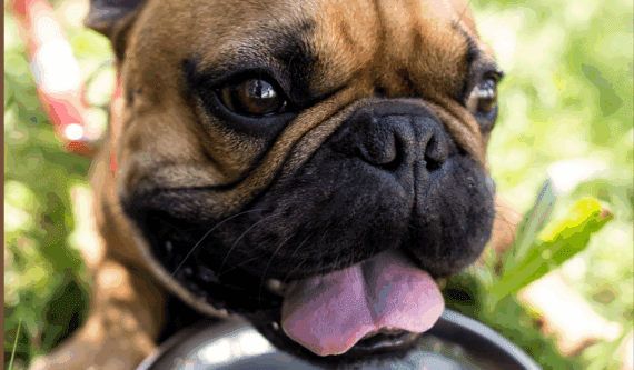 A cute pug with a wrinkled face is lapping up water from a stainless steel bowl.