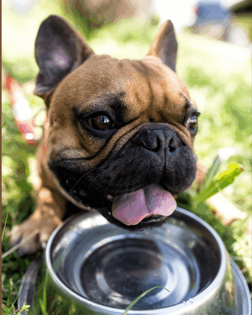 dog drinking